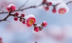 小雪 | 气寒将雪 万物裹冬