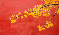 （转）春节反诈攻略请您收藏！