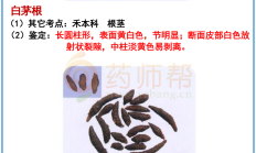 白茅根、香附、天南星、半夏、白附子、石菖蒲-中药鉴定图解 | 药师帮-中药学习