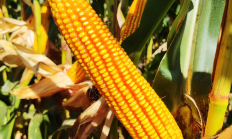 【品种推荐】国审玉米新品种：正大322