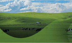 行业唯一！伊利获联合国“链主”认证，以“可持续社会价值生态圈”为全球贡献中国解法